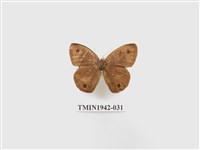 藏品(密紋波眼蝶)的圖片